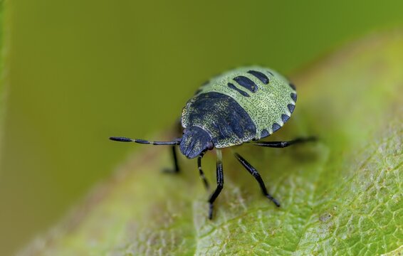 Common stink bug, common greenling, green pentatomide bug, green stink bug, heteroptera, young larva, palomena prasina, stink bug, green shield bug, insects, nymph, bugs