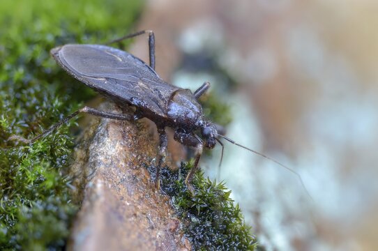 Large predatory bug, heteroptera, Reduviidae, Reduvius personatus, dust bug, insects, masked hunters, predatory bugs, bedbugs