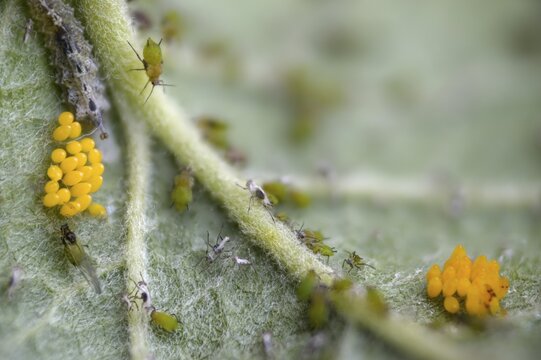 Coccinella septempunctata, seven-spotted ladybird, beetle, aphid, aphids, coleoptera, eggs, clutches, insects, beetles, seven-spot ladybird, seven-spotted ladybug