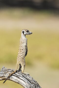 Suricate (Suricata suricatta). Also called Meerkat. Guard on the lookout. Kalahari Desert, Kgalagadi Transfrontier Park, South Africa
