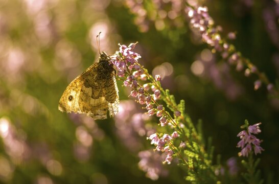 Brandenburg, Germany, heather, Hipparchia Semele, Nabu, Nabu project, national natural heritage, green house natural paradise, ochre velvet butterfly, rock grayling, rust bandage, flown off, post-mining landscape, butterfly, grayling, green house, insects, butterflies, butterflies, butterflies, butterflies