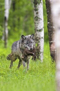 Timberwolf, wolf, American wolf (Canis lupus lycaon), Minnesota, USA: A wolf carries a young through a green woodland landscape dotted with birch trees