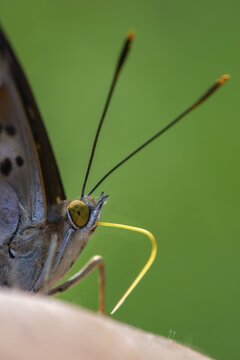 Apatura ilia, small Schiller butterfly, Lesser purple emperor, butterfly, high size, portrait format, insects, butterflies, butterflies, butterflies, butterflies
