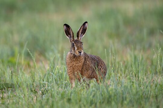 European hare (Lepus europaeus), Vulkaneifel, Rhineland-Palatinate, Germany