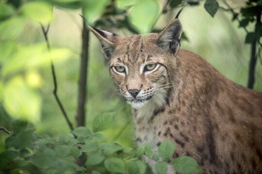 Carnivora, Eurasian lynx, felis lynx, lynx, predators, mammals, raptors, mammals