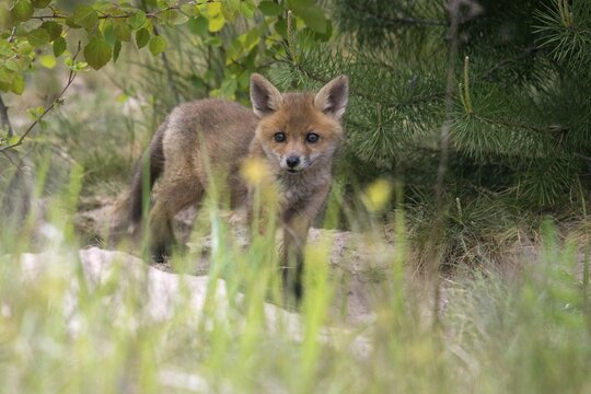 Carnivora, predators, red fox, vulpes vulpes, fox, adolescent, juvenile, mammals, raptors, mammals, puppies