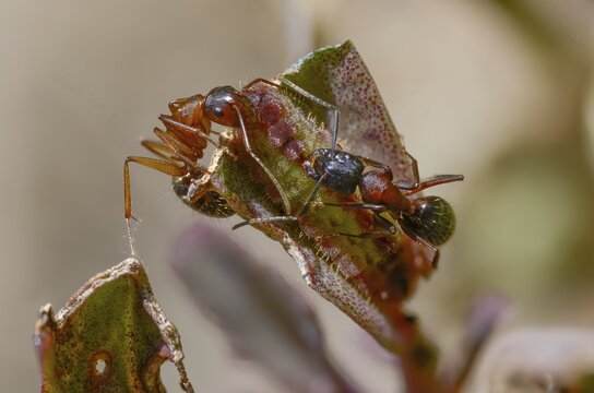Ants, ant, brown-black wood ant, brown-black horse ant, Camponotus ligniperdus, chequered blue, ftyhen blue, formicidae, hymenoptera, large carpenter ant, rose ant, scolitantides orion, butterfly, inchworm, insects, caterpillar, butterflies, butterflies, butterflies