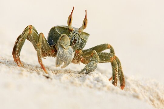 Ghost crab (Ocypode ceratopthalmus), Seychelles, Bird Island, a crab on the sand, photographed from a side view as it moves