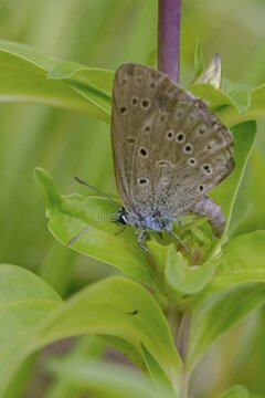 Glaucopsyche Alcon ssp. rebeli, glaucopsyche rebeli, cruciferous ant blue, maculinea rebeli, phengaris alcon ssp. rebeli, phengaris rebeli, butterfly, egg deposition, egg laying, female, high size, portrait format, insects, butterfly, butterflies, butterflies, butterflies, female