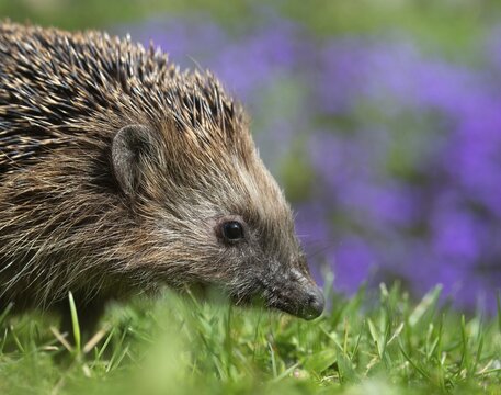 Erinaceus europaeus, hedgehog, insectivora, insectivora, insectivora, mammals, prickly, mammals