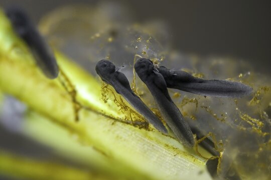 Bufo bufo, common toad, toad, amphibians, amphibians, one week old, larva, larva, amphibians
