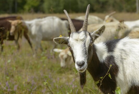 Artiodactyla, Capra Aegagrus Hircus, even-toed ungulate, domestic goat, cloven-hoofed, P&ouml;llwitzer Wald, Thuringia, grazing, domesticated animals, extensive grazing, goat, pet, heather care, mammals, willow, wild willow, goat