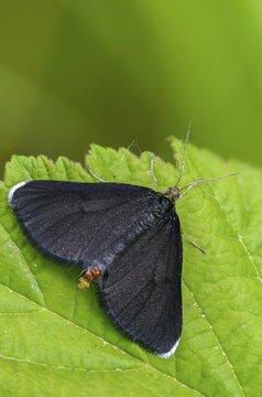 Geometridae, chimney sweeper, odezia atrata, soot, black tensioner, butterfly, chimney sweeper, high size, portrait format, insects, moths, moths, moths, moths, butterfly