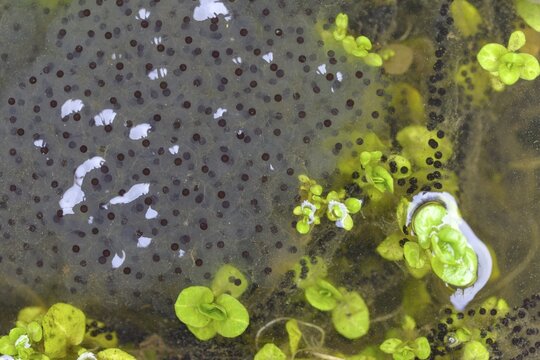 Bufo bufo, common frog, common toad, common toad, Common Frog, rana temporaria, amphibians, amphibians, frog, frog, frogs, spawn balls, spawning line, spawning lines, amphibians, spawn