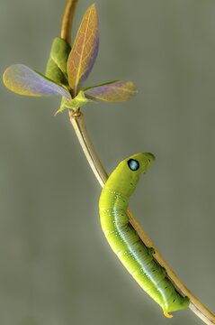 Army Green Moth, Daphnis Nerii, Oleander Hawk-Moth, Oleander Swarmers, High Size, Portrait Format, Inchworm, Insects, Moths, Moths, Moths, Caterpillar, Butterflies