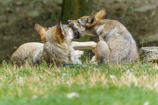 Timberwolf, wolf, American wolf (Canis lupus lycaon), Germany, two wolves interacting playfully and affectionately in a meadow