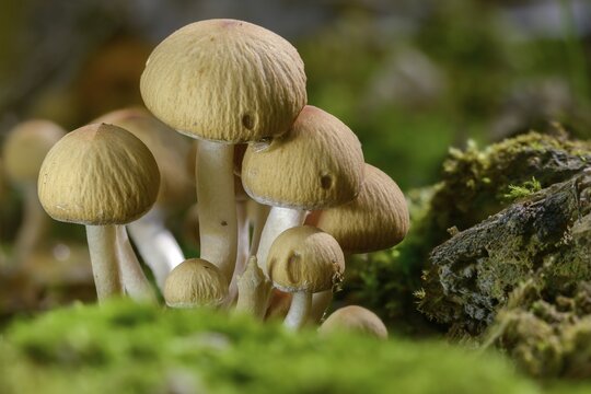 Cluster crumblecap, Drosophila subpapillata, psathyrella hydrophiloides, psathyrella piluliformis, white-stemmed stick sponge, watery fiberling, watery grumbling, watery mumbling, fungi, fungi, mushrooms