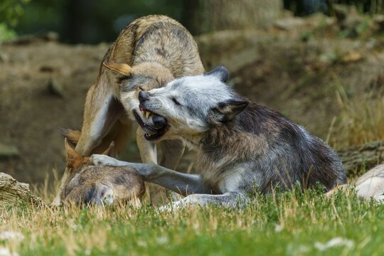Timberwolf, wolf, American wolf (Canis lupus lycaon), Germany, pack behaviour among wolves, showing a clear hierarchy and interaction