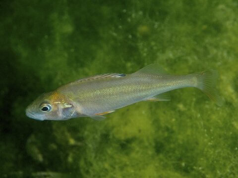 A solitary river perch (Perca fluviatilis), or &lsquo;Egli', in green water, calm and still, at the Baumg&auml;rtli dive site, Lake Zug, Lake Immen, Canton of Schwyz, Switzerland