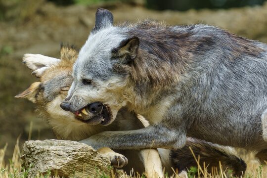 Timberwolf, wolf, American wolf (Canis lupus lycaon), Germany, two wolves engaged in aggressive play in a setting surrounded by trees