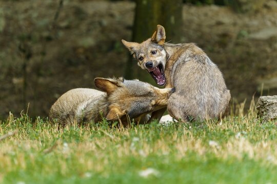 Timberwolf, wolf, American wolf (Canis lupus lycaon), Germany, two wolves playing on a grassy patch in a wooded area
