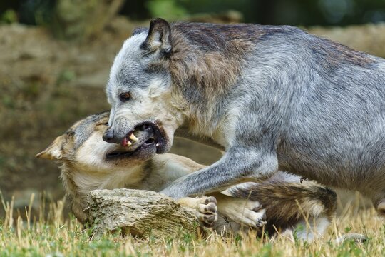 Timberwolf, wolf, American wolf (Canis lupus lycaon), Germany, two wolves engaged in an intense play-fight in a forest clearing