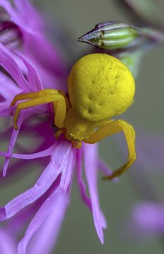 Arachnida, flower crab spider, misumena vatia, arachnids, variable crab spider, flower spider, goldenrod crab spider, high size, portrait format, crab spider, spider, spiders
