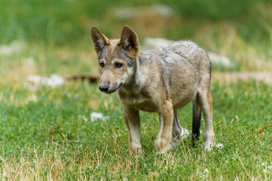 Timberwolf, wolf, American wolf (Canis lupus lycaon), Germany. An alert wolf cub is lying in the grass, closely observing its surroundings