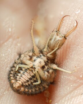 Ant maids, ant lion, Euroleon nostras, spotted winged ant maid, Myrmeleontidae, neuroptera, Suffolk antlion, high size, portrait format, insects, larva, larva, reticulated