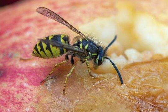 German wasp, real wasp, German wasp, hymenoptera, short-headed wasps, vespula germanica, on apple, on food, on fruit, apple, wrinkled wasps, insects, fruit, wasp, wasp