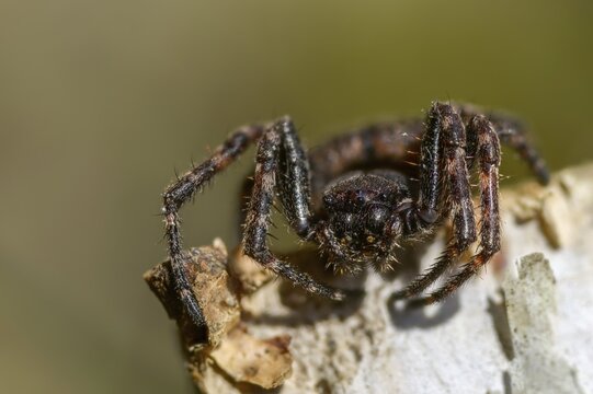 Arachnida, araneoidea, nuctenea umbratica, wheelweb spiders, cleft spiders, spiders, spiders, walnut orb-weaver spiders
