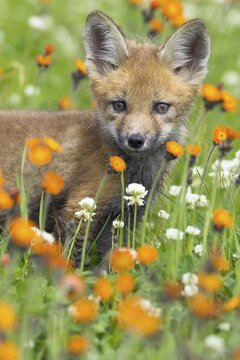 Red fox (Vulpes vulpes), Minnesota, USA: a young fox stands amongst orange and white flowers in a meadow
