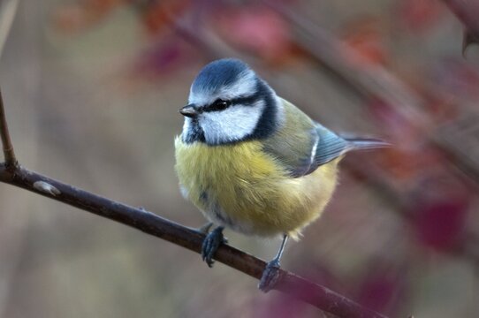 Blue tit, parus caeruleus, autumn, birds, autumn, tits, passeri, songbirds, songbirds, tits, birds