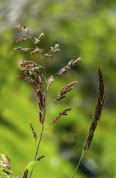 Holcus lanatus, honeygrass, meadow soft grass, velvet grass, wooly honeygrass, Yorkshire fog, flora, high size, portrait format, plants, plants