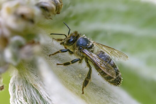 Apidae, apis mellifera, bees, European honey bee, European honeybee, hymenoptera, western honey bee, honey bee, honey bee, honey bee, insects, queen