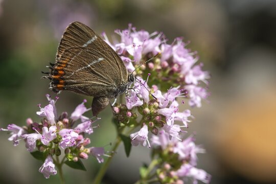 Satyrium W album, Strymonidia W album, elms, butterfly, insects, butterflies, butterflies, butterflies, white letter hairstreak
