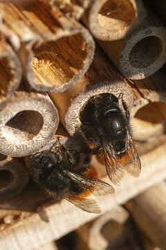 Apidae, bees, horned mason bee, hymenoptera, hornfaced bee, hymenoptera, insect house, insect nest aid, insect wall, mason bee, osmia cornuta, bug hotel, female, high size, portrait format, insect hotel, insect house, insects, insect wood, insect hotel, nesting aid, female, wild bees
