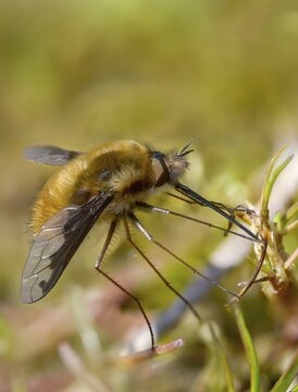 Bombyliidae, Bombylius major, brachycera, flies, large woolswear, woolswear, arge bee-fly, diptera, insects, males, males, the dark-edged bee-fly, the greater bee fly, two-winged