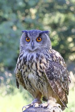 Eurasian eagle-owl (Bubo bubo), perched on a post, in captivity, Rhineland-Palatinate, Germany