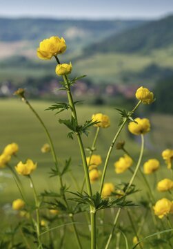 Budabin seed, buttercup, butter ball, butterrose, globe flower, goldhead, buttercup family, ball ranunculus, ranunculaceae, trollflower, trollius europaeus, flora, high size, portrait format, plants, plants