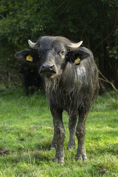 Bavaria, Bubalus Arnee, Even-t&ouml;d Ungulate, Upper Palatinate, Paarhufer, Tirschenreuth, Waldnaab, Waldnaabaue, water buffalo, wild willows Waldnaabaue, extensive grazing, high size, portrait format, mammals, mammals