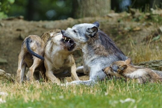 Timberwolf, wolf, American wolf (Canis lupus lycaon), Germany, a pack of wolves in their natural habitat displays strong social bonds