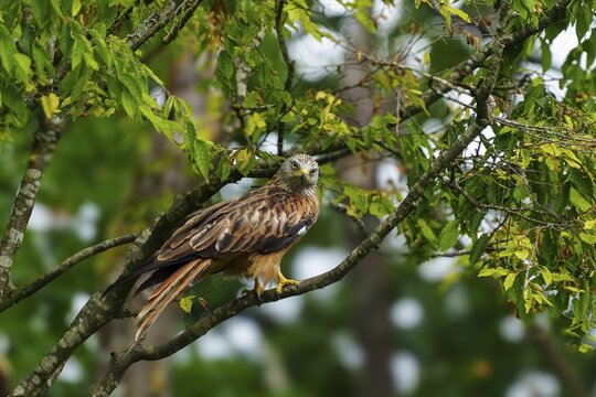 Red Kite (Milvus milvus), wildlife, Germany. A bird of prey perches alertly on a branch in green surroundings