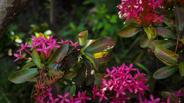  jungle geranium (ixora coccinea)
