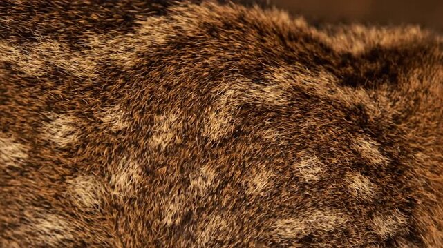 Close-up texture of animal fur with brown and tan spotted patterns