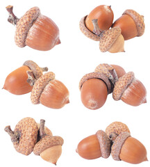Set of acorns isolated on white © valeriy555