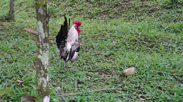 short-legged Bantam chicken a gathering spot in the park, a gathering spot in the park The animals&rsquo; calm demeanor, the soft sunlight, and the peaceful, rural atmosphere outdoors.