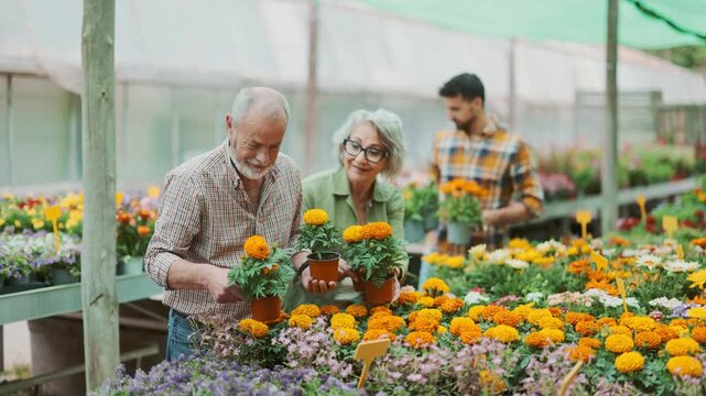 In flower shop, senior couple customer with tagetes in hands became interested in product. Wholesale and retail sale of ornamental plants for planting in open ground, landscaping of household plot