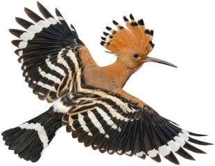 Hoopoe Bird in Flight Isolated on White Background © Vertu