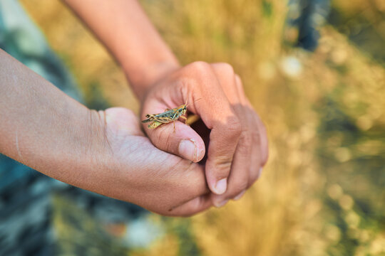 Close-up of hands holding a cricket in a golden field
